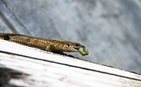 Lizardの写真素材