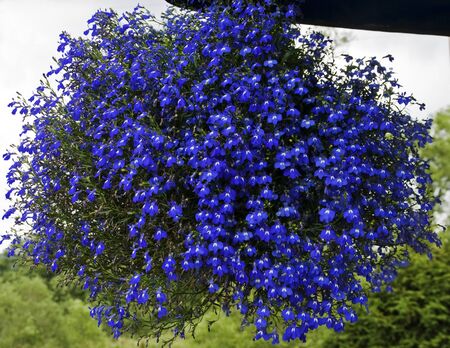 Blue flowerの写真素材