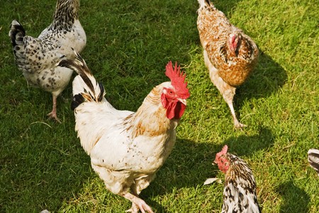 Hens and Rooster