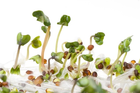 Close-up of a spicy daikon radish sprout の写真素材
