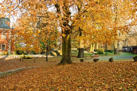 Autumn colorsの写真素材