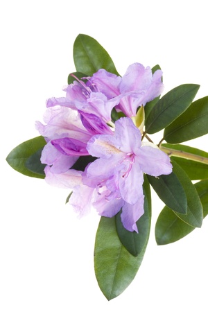 Pink rhododendron, azaleaの写真素材