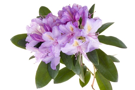 Pink rhododendron, azaleaの写真素材
