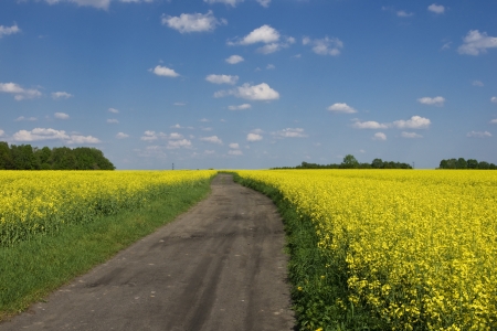 Dirt Road among a field of rapeの写真素材