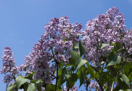 Lilacs flower on a bushの写真素材