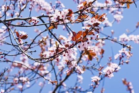 Pink cherry blossoms blooming in the spring