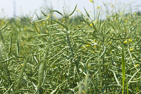 green ripening canola in a field close-up