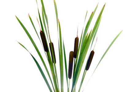 Water cattails on a white background isolatedの写真素材