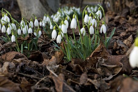 Beautiful spring flowers snowdrops, Galanthus nivalisの写真素材