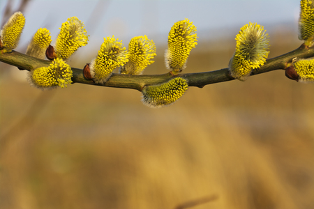 Branches of blooming yellow catkins.の写真素材