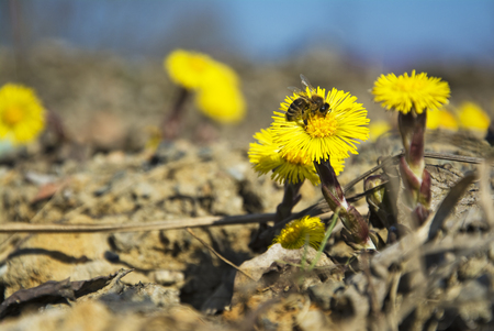Coltsfoot, the first spring yellow flowers and bee.の写真素材