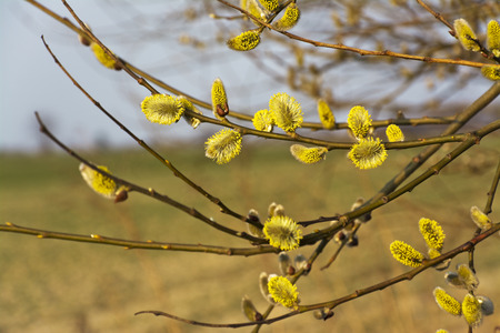 Branches of blooming yellow catkins.の写真素材