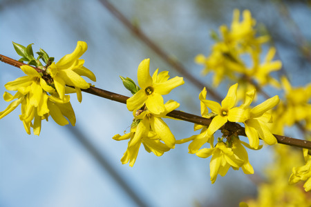 forsythia, a beautiful spring bush with yellow flowersの写真素材