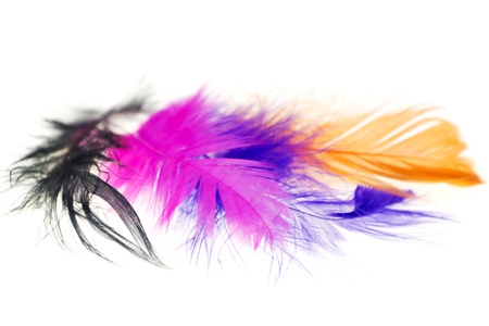 Colorful bird feathers on a white background close-upsの写真素材