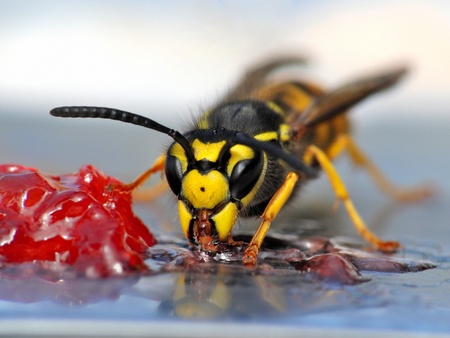 A close-up of a wasp eating jelly.の写真素材