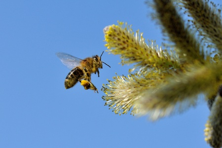 A bee in flight working hard.