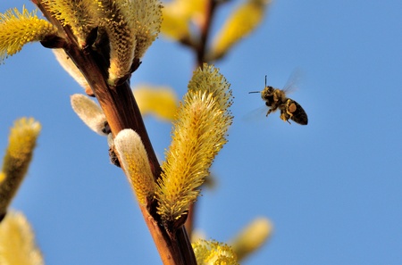 A bee in flight is looking at you.