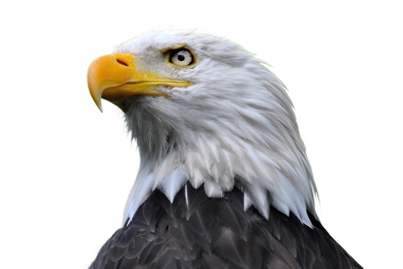 An isolated bald eagle head.の写真素材