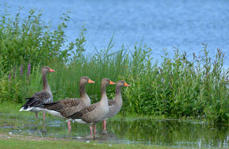 A greylag goose mother with her 3 chicks.の写真素材