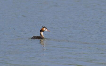 A great crested grebe.の写真素材