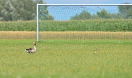 Greylag geese on the sports field.の写真素材