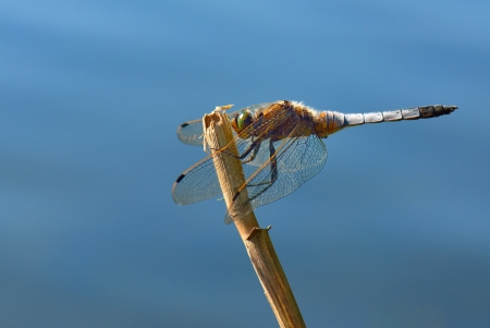 Dragonfly Broad-bodied Chaser - Libellula depressaの写真素材