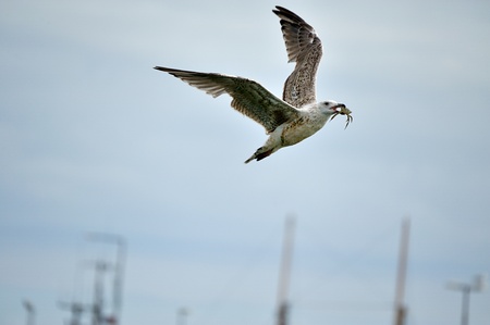 A flying seagull with crab in its beak.の写真素材