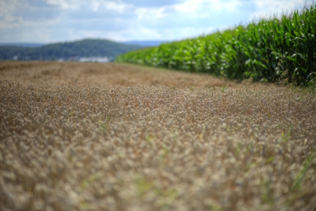 Wheat field, cornfield and summer skyの写真素材