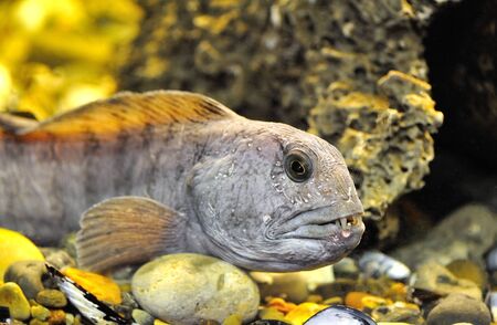 striped catfishの写真素材