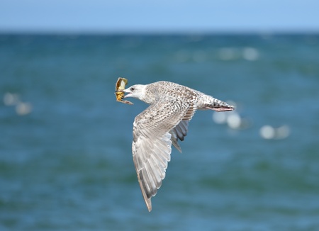 Seagull with parts of a crab in its beakの写真素材