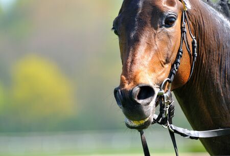 Horse headの写真素材