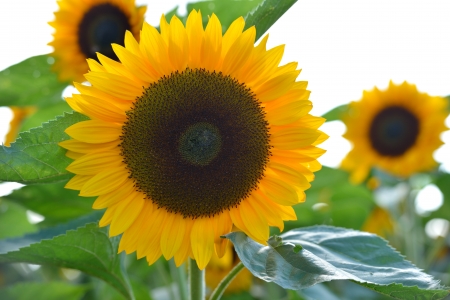 Isolated sunflower with white backgroundの写真素材