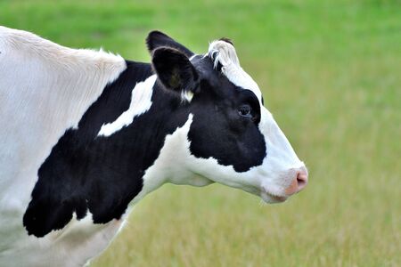 Head of a black and white cowの写真素材