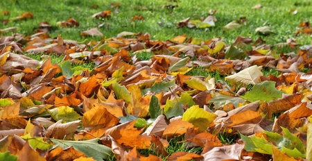 Autumn leaves of a sycamore treeの写真素材