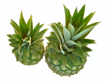 two isolated pineapplesの写真素材