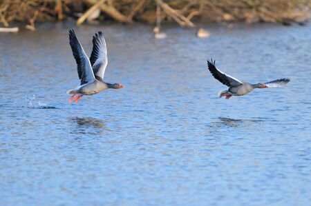 Greylag Geese in flightの写真素材