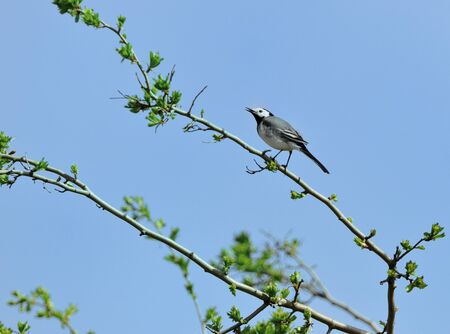 wagtail - Motacilla albaの写真素材
