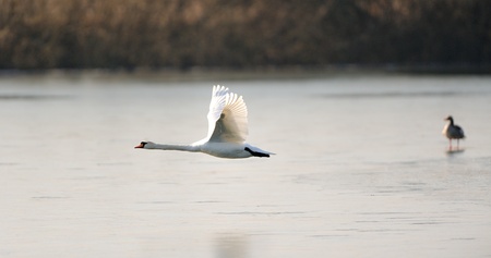 Swan flying low over the frozen lakeの写真素材