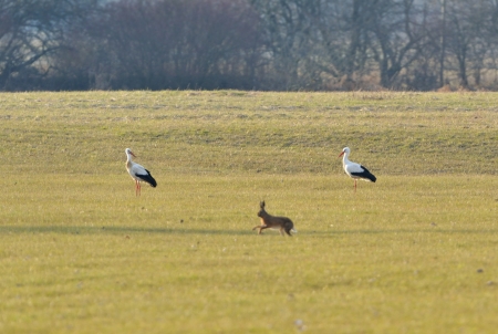 Two storks watching a rabbitの写真素材