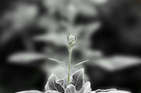 tender green over black backgroundの写真素材