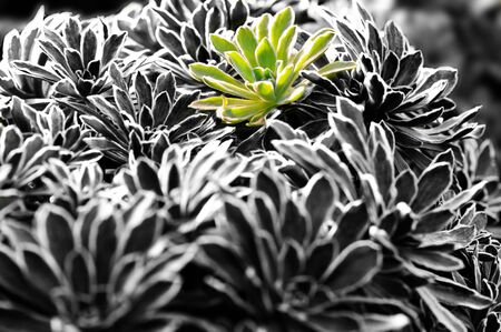 tender green over black backgroundの写真素材