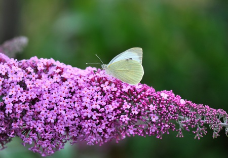 A Cabbage butterfly on Lilacの写真素材
