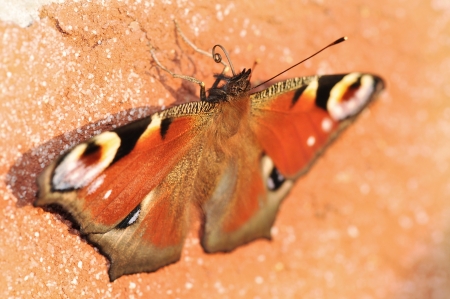 peacock butterfly on a brick - Inachis ioの写真素材