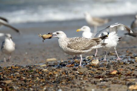 Group of seagulls on the beachの写真素材
