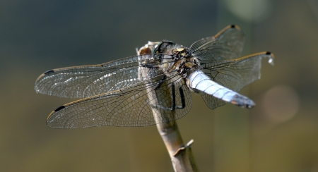 Dragonfly Broad-bodied Chaser - Libellula depressaの写真素材
