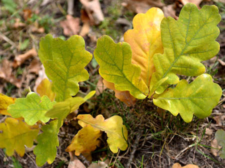 Autumn colored oak leaves on the forest floorの写真素材