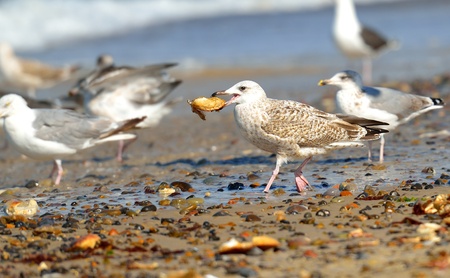Group of seagulls on the beachの写真素材