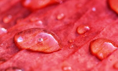 Raindrops on red leafの写真素材