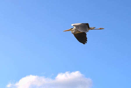 A gray heron in flight just before landing の写真素材