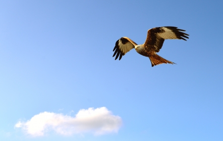 A Red Kite in flight on the blue skyの写真素材